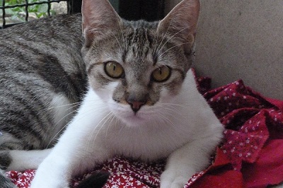 #PraCegoVer: Fotografia da gatinha Tica, ela tem a pelagem nas cores cinza e branco, com os olhos amarelados. 